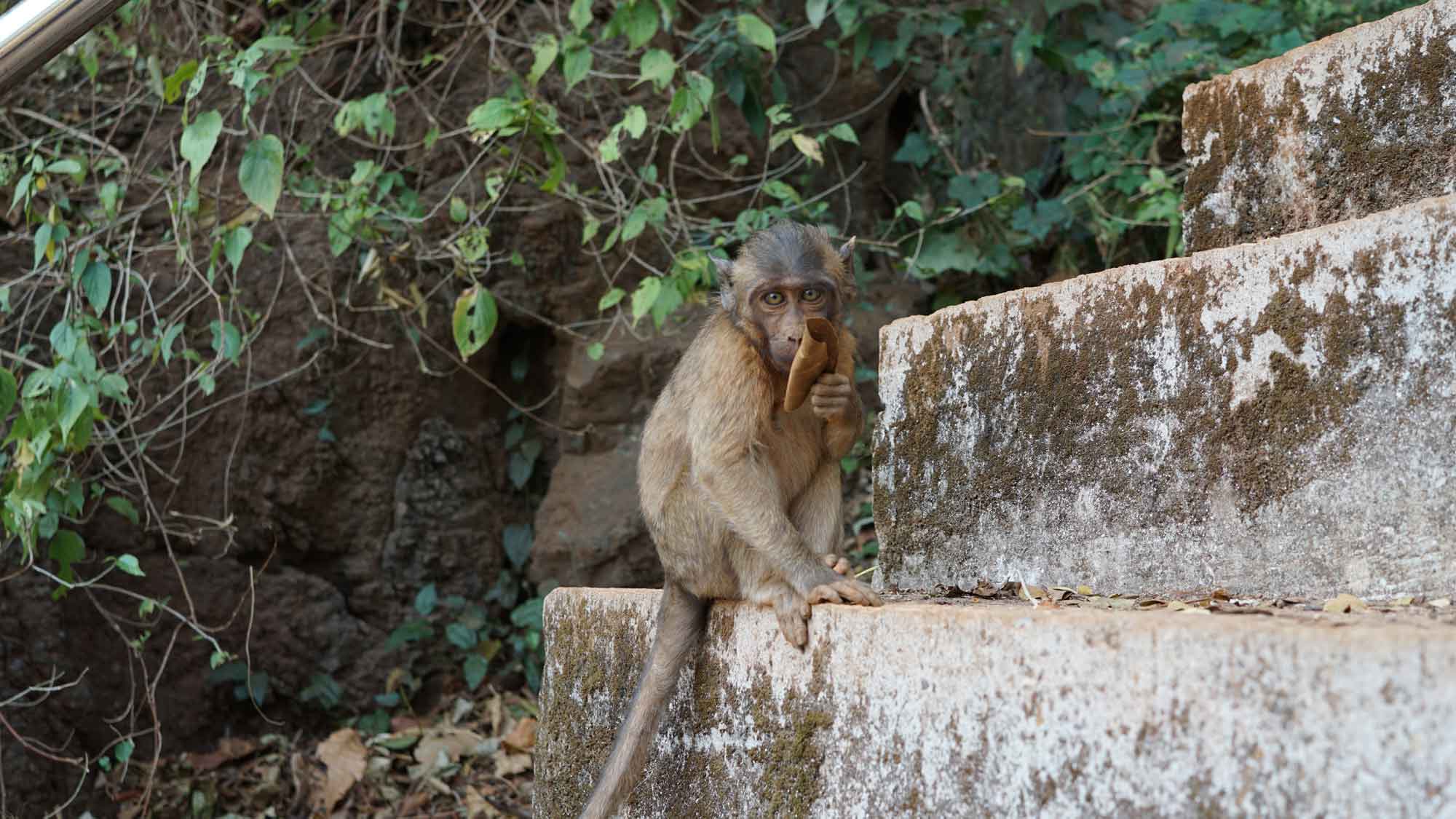 Paysages karstiques de Hpa-An avec macaques
