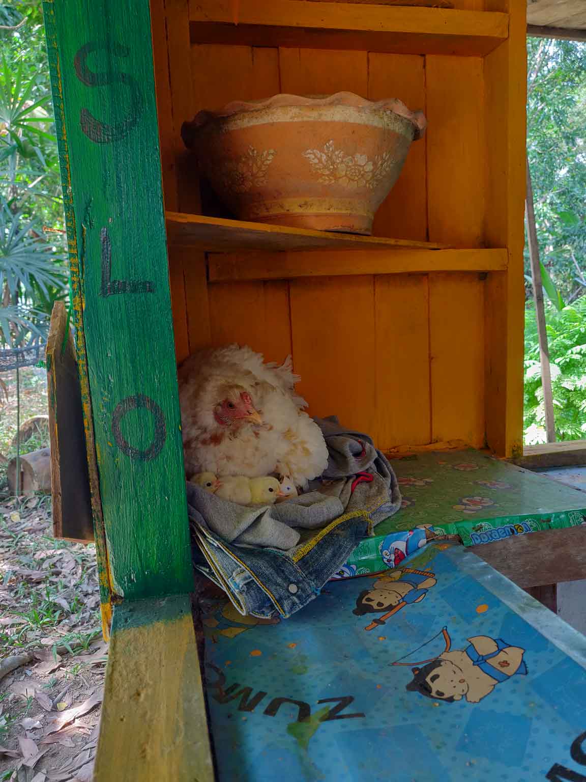 Une poule bien installée