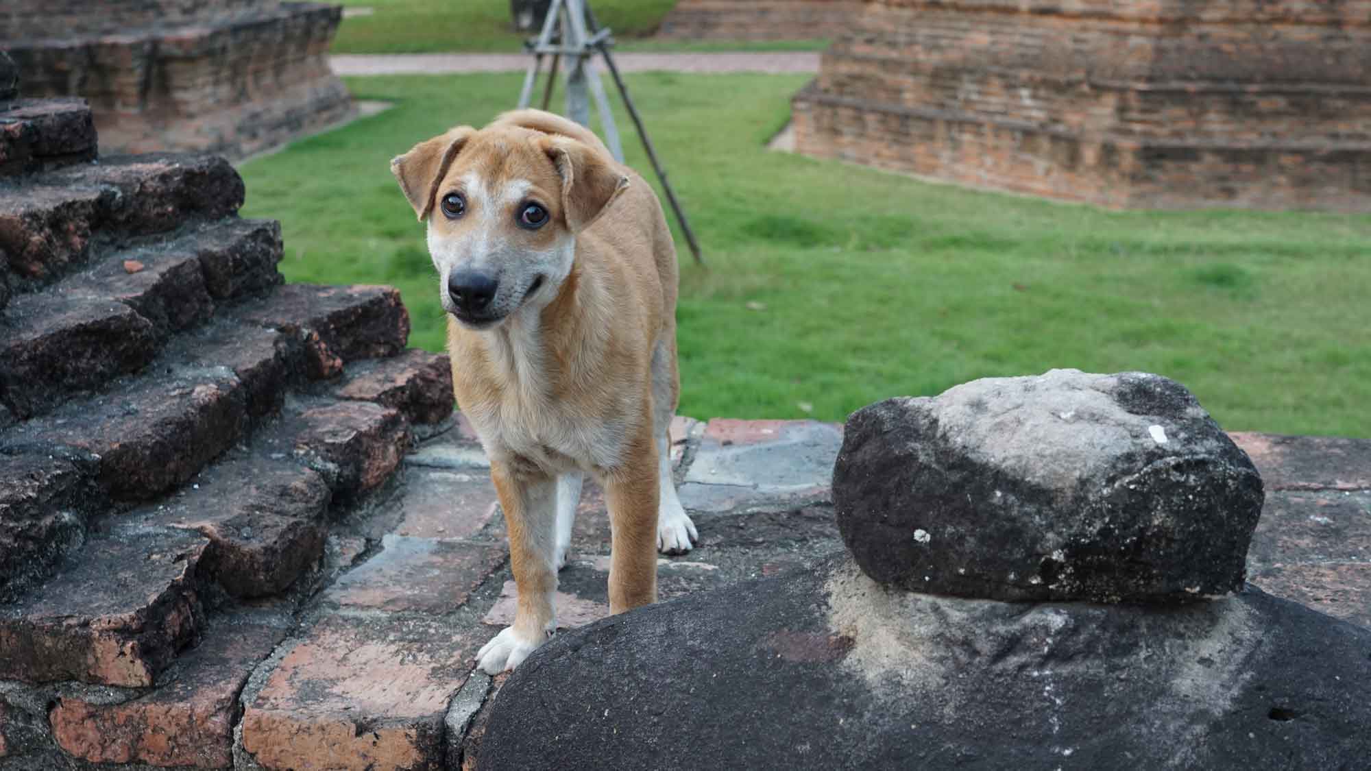 « Sois mon ami s’il-te-plaîîît »