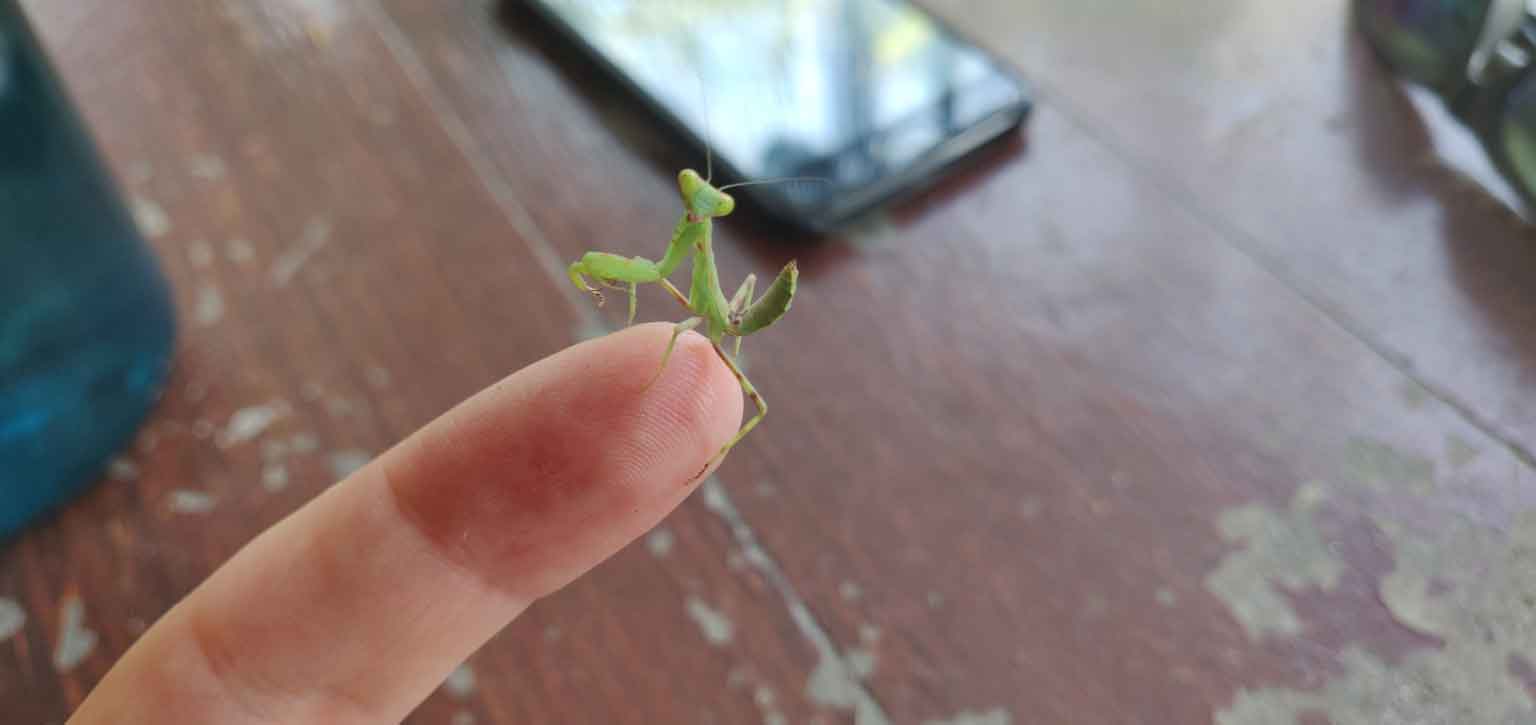 Un bébé mante religieuse 🥺